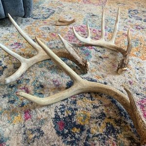 LAST THREE ANTLERS OF THE SEASON